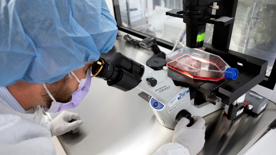 New cancer tech sends chemo straight to tumors Schools Australia